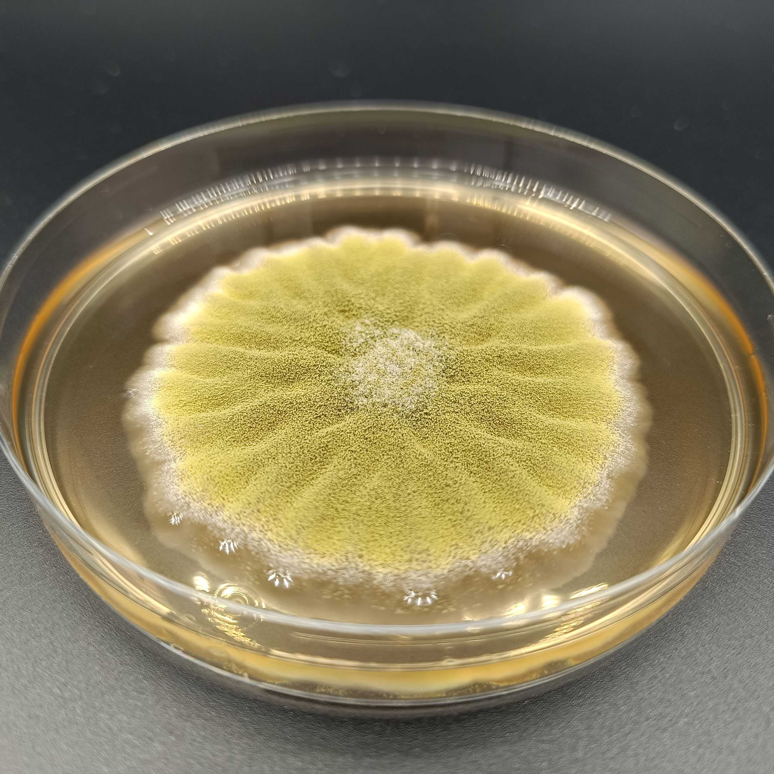 Thick growth of greenish-yellow mycelia on a malt substrate inside a petri dish.